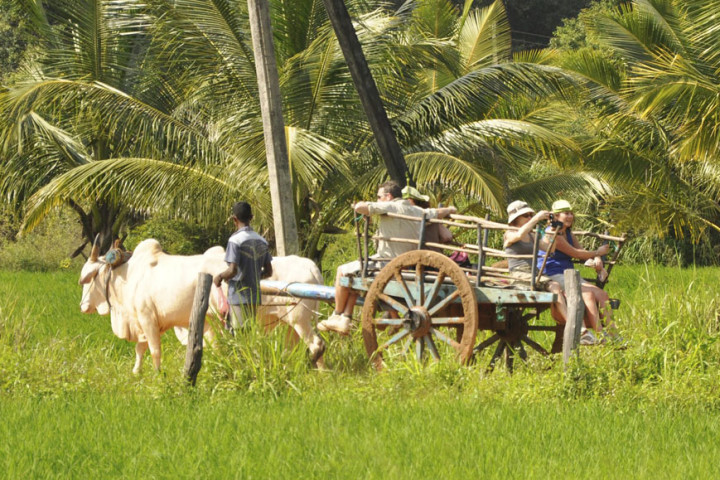 Bull Cart