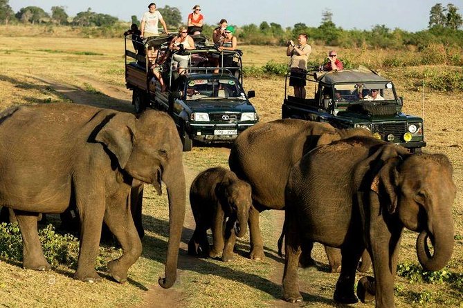National Park Safari